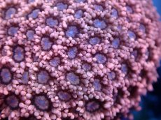 画像2: 【サンゴまとめ買い割引き10％〜20%OFF対象商品】 【サンゴ】【通販】【オーストラリア産】ハナガササンゴsp. (Ultra Grade/Frag）（個体販売）No.3（生体）（サンゴ） (2)