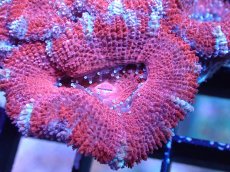 画像1: 【サンゴまとめ買い割引き10％〜20%OFF対象商品】 【サンゴ】【通販】【オーストラリア産】カクオオトゲキクメイシ (Ultra Grade）（個体販売）No.1（生体）（サンゴ） (1)