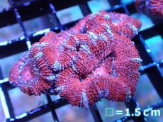 画像2: 【サンゴまとめ買い割引き10％〜20%OFF対象商品】 【サンゴ】【通販】【オーストラリア産】カクオオトゲキクメイシ (Ultra Grade）（個体販売）No.1（生体）（サンゴ） (2)