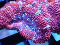 画像1: 【サンゴまとめ買い割引き10％〜20%OFF対象商品】 【サンゴ】【通販】【オーストラリア産】カクオオトゲキクメイシ (Ultra Grade）（個体販売）No.2（生体）（サンゴ） (1)