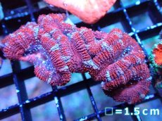 画像2: 【サンゴまとめ買い割引き10％〜20%OFF対象商品】 【サンゴ】【通販】【オーストラリア産】カクオオトゲキクメイシ (Ultra Grade）（個体販売）No.2（生体）（サンゴ） (2)