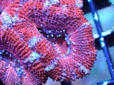 画像1: 【サンゴまとめ買い割引き10％〜20%OFF対象商品】 【サンゴ】【通販】【オーストラリア産】カクオオトゲキクメイシ (Ultra Grade）（個体販売）No.3（生体）（サンゴ） (1)