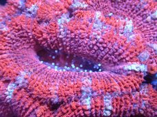 画像1: 【サンゴまとめ買い割引き10％〜20%OFF対象商品】 【サンゴ】【通販】【オーストラリア産】カクオオトゲキクメイシ (Ultra Grade）（個体販売）No.4（生体）（サンゴ） (1)