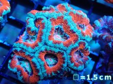 画像2: 【サンゴまとめ買い割引き10％〜20%OFF対象商品】 【サンゴ】【通販】【オーストラリア産】カクオオトゲキクメイシ (Ultra Grade）（個体販売）No.6（生体）（サンゴ） (2)