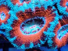 画像1: 【サンゴまとめ買い割引き10％〜20%OFF対象商品】 【サンゴ】【通販】【オーストラリア産】カクオオトゲキクメイシ (Ultra Grade）（個体販売）No.7（生体）（サンゴ） (1)