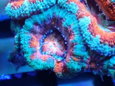 画像1: 【サンゴまとめ買い割引き10％〜20%OFF対象商品】 【サンゴ】【通販】【オーストラリア産】カクオオトゲキクメイシ (Ultra Grade）（個体販売）No.8（生体）（サンゴ） (1)