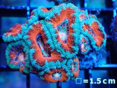 画像2: 【サンゴまとめ買い割引き10％〜20%OFF対象商品】 【サンゴ】【通販】【オーストラリア産】カクオオトゲキクメイシ (Ultra Grade）（個体販売）No.8（生体）（サンゴ） (2)