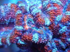 画像1: 【サンゴまとめ買い割引き10％〜20%OFF対象商品】 【サンゴ】【通販】【オーストラリア産】カクオオトゲキクメイシ (Ultra Grade）（個体販売）No.9（生体）（サンゴ） (1)