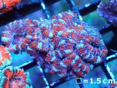 画像2: 【サンゴまとめ買い割引き10％〜20%OFF対象商品】 【サンゴ】【通販】【オーストラリア産】カクオオトゲキクメイシ (Ultra Grade）（個体販売）No.9（生体）（サンゴ） (2)