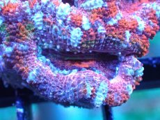 画像1: 【サンゴまとめ買い割引き10％〜20%OFF対象商品】 【サンゴ】【通販】【オーストラリア産】カクオオトゲキクメイシ (Ultra Grade）（個体販売）No.10（生体）（サンゴ） (1)