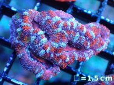 画像2: 【サンゴまとめ買い割引き10％〜20%OFF対象商品】 【サンゴ】【通販】【オーストラリア産】カクオオトゲキクメイシ (Ultra Grade）（個体販売）No.10（生体）（サンゴ） (2)