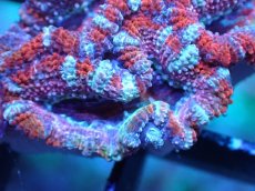 画像1: 【サンゴまとめ買い割引き10％〜20%OFF対象商品】 【サンゴ】【通販】【オーストラリア産】カクオオトゲキクメイシ (Ultra Grade）（個体販売）No.11（生体）（サンゴ） (1)