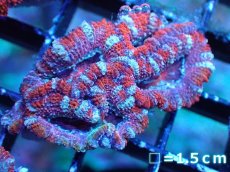 画像2: 【サンゴまとめ買い割引き10％〜20%OFF対象商品】 【サンゴ】【通販】【オーストラリア産】カクオオトゲキクメイシ (Ultra Grade）（個体販売）No.11（生体）（サンゴ） (2)