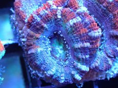 画像1: 【サンゴまとめ買い割引き10％〜20%OFF対象商品】 【サンゴ】【通販】【オーストラリア産】カクオオトゲキクメイシ (Ultra Grade）（個体販売）No.12（生体）（サンゴ） (1)