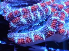 画像1: 【サンゴまとめ買い割引き10％〜20%OFF対象商品】 【サンゴ】【通販】【オーストラリア産】カクオオトゲキクメイシ (Ultra Grade）（個体販売）No.13（生体）（サンゴ） (1)