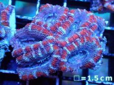 画像2: 【サンゴまとめ買い割引き10％〜20%OFF対象商品】 【サンゴ】【通販】【オーストラリア産】カクオオトゲキクメイシ (Ultra Grade）（個体販売）No.13（生体）（サンゴ） (2)