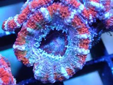 画像1: 【サンゴまとめ買い割引き10％〜20%OFF対象商品】 【サンゴ】【通販】【オーストラリア産】カクオオトゲキクメイシ (Ultra Grade）（個体販売）No.14（生体）（サンゴ） (1)