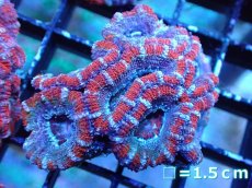 画像2: 【サンゴまとめ買い割引き10％〜20%OFF対象商品】 【サンゴ】【通販】【オーストラリア産】カクオオトゲキクメイシ (Ultra Grade）（個体販売）No.14（生体）（サンゴ） (2)