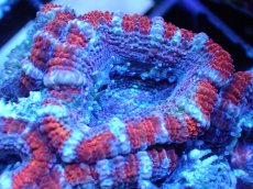 画像1: 【サンゴまとめ買い割引き10％〜20%OFF対象商品】 【サンゴ】【通販】【オーストラリア産】カクオオトゲキクメイシ (Ultra Grade）（個体販売）No.15（生体）（サンゴ） (1)