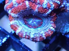 画像1: 【サンゴまとめ買い割引き10％〜20%OFF対象商品】 【サンゴ】【通販】【オーストラリア産】カクオオトゲキクメイシ (Ultra Grade）（個体販売）No.16（生体）（サンゴ） (1)