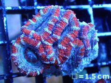 画像2: 【サンゴまとめ買い割引き10％〜20%OFF対象商品】 【サンゴ】【通販】【オーストラリア産】カクオオトゲキクメイシ (Ultra Grade）（個体販売）No.16（生体）（サンゴ） (2)