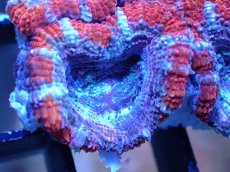 画像1: 【サンゴまとめ買い割引き10％〜20%OFF対象商品】 【サンゴ】【通販】【オーストラリア産】カクオオトゲキクメイシ (Ultra Grade）（個体販売）No.17（生体）（サンゴ） (1)