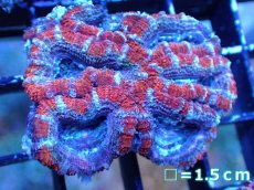 画像2: 【サンゴまとめ買い割引き10％〜20%OFF対象商品】 【サンゴ】【通販】【オーストラリア産】カクオオトゲキクメイシ (Ultra Grade）（個体販売）No.17（生体）（サンゴ） (2)