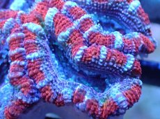 画像1: 【サンゴまとめ買い割引き10％〜20%OFF対象商品】 【サンゴ】【通販】【オーストラリア産】カクオオトゲキクメイシ (Ultra Grade）（個体販売）No.18（生体）（サンゴ） (1)