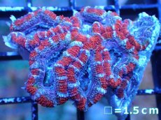 画像2: 【サンゴまとめ買い割引き10％〜20%OFF対象商品】 【サンゴ】【通販】【オーストラリア産】カクオオトゲキクメイシ (Ultra Grade）（個体販売）No.18（生体）（サンゴ） (2)