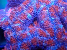 画像1: 【サンゴまとめ買い割引き10％〜20%OFF対象商品】 【サンゴ】【通販】【オーストラリア産】カクオオトゲキクメイシ (Ultra Grade）（個体販売）No.20（生体）（サンゴ） (1)