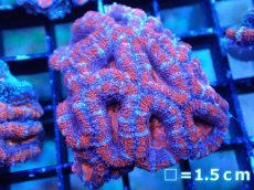 画像2: 【サンゴまとめ買い割引き10％〜20%OFF対象商品】 【サンゴ】【通販】【オーストラリア産】カクオオトゲキクメイシ (Ultra Grade）（個体販売）No.20（生体）（サンゴ） (2)