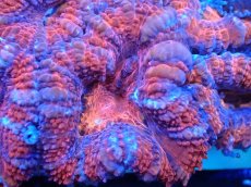 画像1: 【サンゴまとめ買い割引き10％〜20%OFF対象商品】 【サンゴ】【通販】【オーストラリア産】カクオオトゲキクメイシ (Ultra Grade）（個体販売）No.21（生体）（サンゴ） (1)