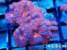 画像2: 【サンゴまとめ買い割引き10％〜20%OFF対象商品】 【サンゴ】【通販】【オーストラリア産】カクオオトゲキクメイシ (Ultra Grade）（個体販売）No.21（生体）（サンゴ） (2)