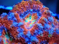 画像1: 【サンゴまとめ買い割引き10％〜20%OFF対象商品】 【サンゴ】【通販】【オーストラリア産】カクオオトゲキクメイシ (Ultra Grade）（個体販売）No.22（生体）（サンゴ） (1)