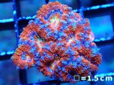 画像2: 【サンゴまとめ買い割引き10％〜20%OFF対象商品】 【サンゴ】【通販】【オーストラリア産】カクオオトゲキクメイシ (Ultra Grade）（個体販売）No.22（生体）（サンゴ） (2)