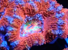 画像1: 【サンゴまとめ買い割引き10％〜20%OFF対象商品】 【サンゴ】【通販】【オーストラリア産】カクオオトゲキクメイシ (Ultra Grade）（個体販売）No.23（生体）（サンゴ） (1)