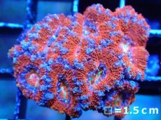 画像2: 【サンゴまとめ買い割引き10％〜20%OFF対象商品】 【サンゴ】【通販】【オーストラリア産】カクオオトゲキクメイシ (Ultra Grade）（個体販売）No.23（生体）（サンゴ） (2)