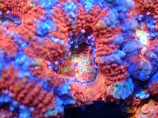 画像1: 【サンゴまとめ買い割引き10％〜20%OFF対象商品】 【サンゴ】【通販】【オーストラリア産】カクオオトゲキクメイシ (Ultra Grade）（個体販売）No.24（生体）（サンゴ） (1)