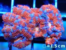 画像2: 【サンゴまとめ買い割引き10％〜20%OFF対象商品】 【サンゴ】【通販】【オーストラリア産】カクオオトゲキクメイシ (Ultra Grade）（個体販売）No.24（生体）（サンゴ） (2)