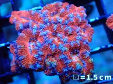 画像2: 【サンゴまとめ買い割引き10％〜20%OFF対象商品】 【サンゴ】【通販】【オーストラリア産】カクオオトゲキクメイシ (Ultra Grade）（個体販売）No.25（生体）（サンゴ） (2)