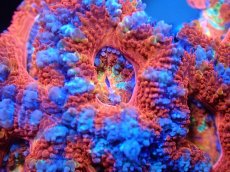 画像1: 【サンゴまとめ買い割引き10％〜20%OFF対象商品】 【サンゴ】【通販】【オーストラリア産】カクオオトゲキクメイシ (Ultra Grade）（個体販売）No.26（生体）（サンゴ） (1)