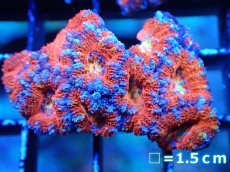 画像2: 【サンゴまとめ買い割引き10％〜20%OFF対象商品】 【サンゴ】【通販】【オーストラリア産】カクオオトゲキクメイシ (Ultra Grade）（個体販売）No.26（生体）（サンゴ） (2)
