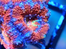 画像1: 【サンゴまとめ買い割引き10％〜20%OFF対象商品】 【サンゴ】【通販】【オーストラリア産】カクオオトゲキクメイシ (Ultra Grade）（個体販売）No.27（生体）（サンゴ） (1)