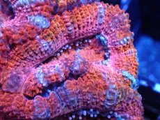 画像1: 【サンゴまとめ買い割引き10％〜20%OFF対象商品】 【サンゴ】【通販】【オーストラリア産】カクオオトゲキクメイシ (Ultra Grade）（個体販売）No.28（生体）（サンゴ） (1)