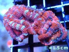 画像2: 【サンゴまとめ買い割引き10％〜20%OFF対象商品】 【サンゴ】【通販】【オーストラリア産】カクオオトゲキクメイシ (Ultra Grade）（個体販売）No.28（生体）（サンゴ） (2)