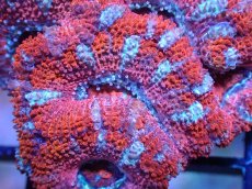 画像1: 【サンゴまとめ買い割引き10％〜20%OFF対象商品】 【サンゴ】【通販】【オーストラリア産】カクオオトゲキクメイシ (Ultra Grade）（個体販売）No.29（生体）（サンゴ） (1)