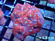 画像2: 【サンゴまとめ買い割引き10％〜20%OFF対象商品】 【サンゴ】【通販】【オーストラリア産】カクオオトゲキクメイシ (Ultra Grade）（個体販売）No.29（生体）（サンゴ） (2)