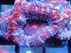 画像1: 【サンゴまとめ買い割引き10％〜20%OFF対象商品】 【サンゴ】【通販】【オーストラリア産】カクオオトゲキクメイシ (Ultra Grade）（個体販売）No.30（生体）（サンゴ） (1)