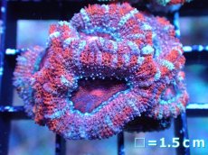 画像2: 【サンゴまとめ買い割引き10％〜20%OFF対象商品】 【サンゴ】【通販】【オーストラリア産】カクオオトゲキクメイシ (Ultra Grade）（個体販売）No.30（生体）（サンゴ） (2)
