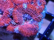 画像1: 【サンゴまとめ買い割引き10％〜20%OFF対象商品】 【サンゴ】【通販】【オーストラリア産】カクオオトゲキクメイシ (Ultra Grade）（個体販売）No.31（生体）（サンゴ） (1)